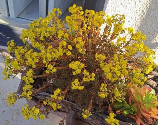 Aeonium sedifolium